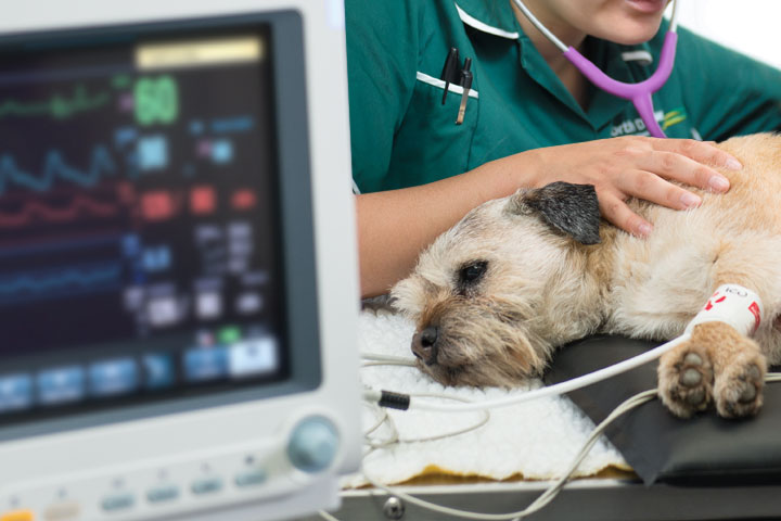 Recent Advances in Small Animal Anaesthesia