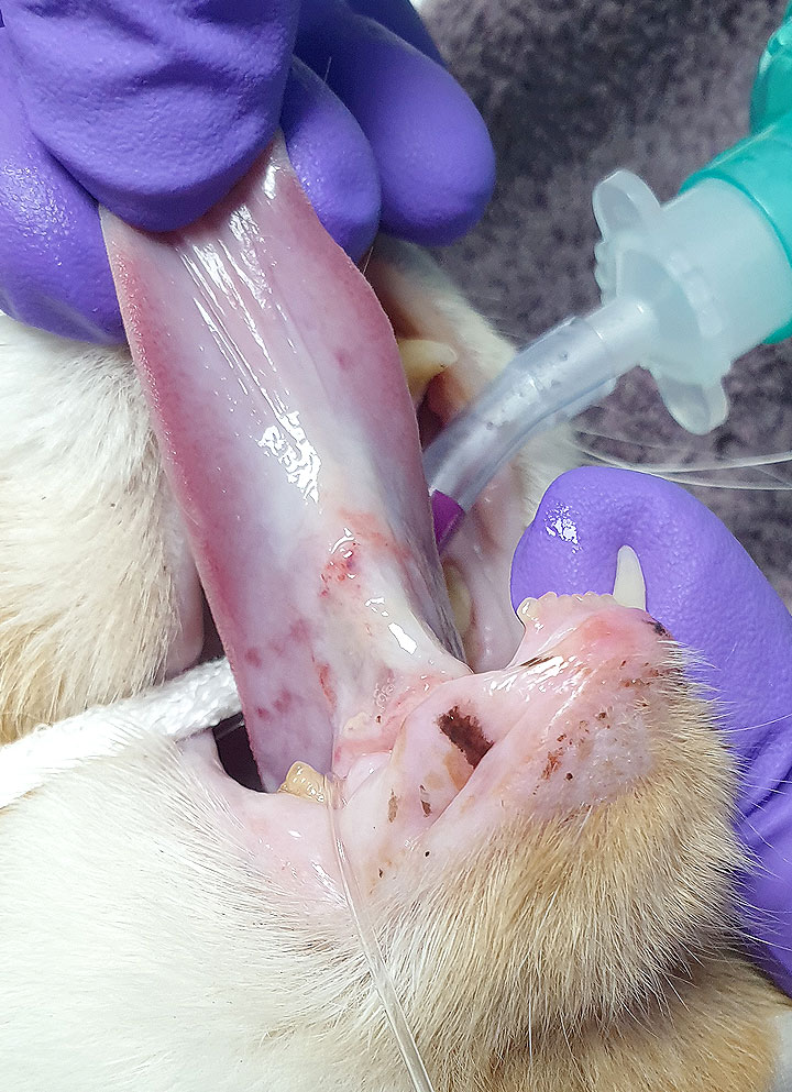 Acai’s tongue, showing the tumour in remission after electrochemotherapy