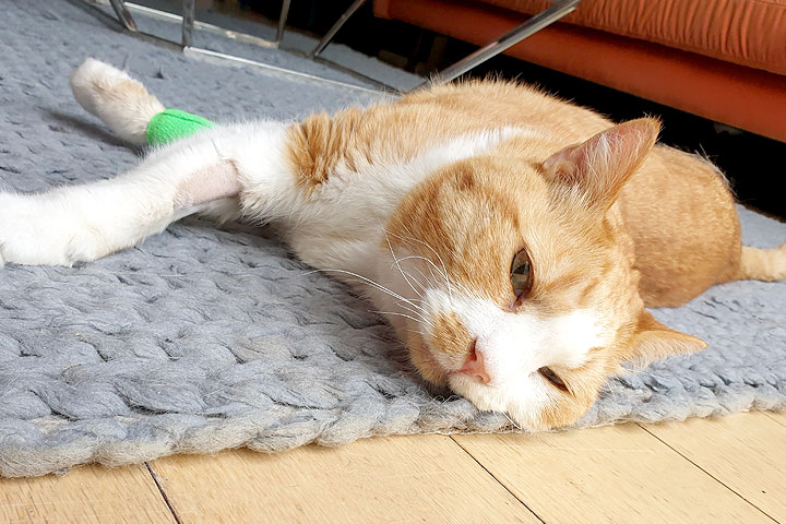 A cat with tongue cancer who was given just 50 days to live last year is still alive and well 18 months after beginning treatment with electrochemotherapy by our oncology department