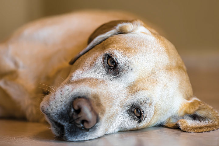 Image showcasing Natural Seizure Remedies In Dogs Conditions Treated, Procedure ...