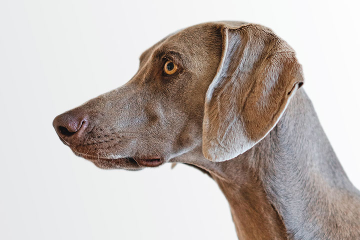 Traumatic Brain Injury In Dogs And Cats