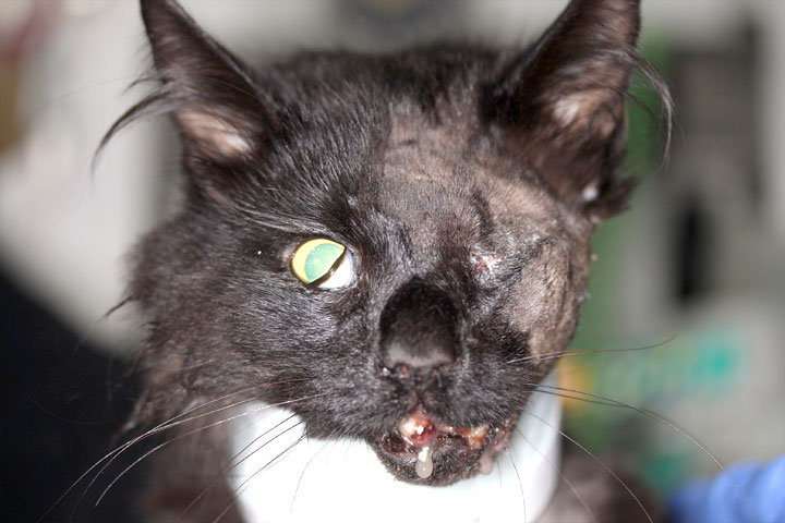 Graphic image showing the gruesome extent of the damage which left the two-year-old cat blinded in one eye and with multiple fractures to his jaw and face