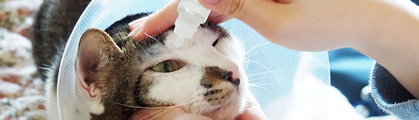 Giving skin, ear or eye drops/ointment to a cat