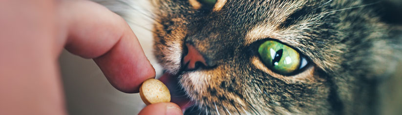 Giving tablets to your cat