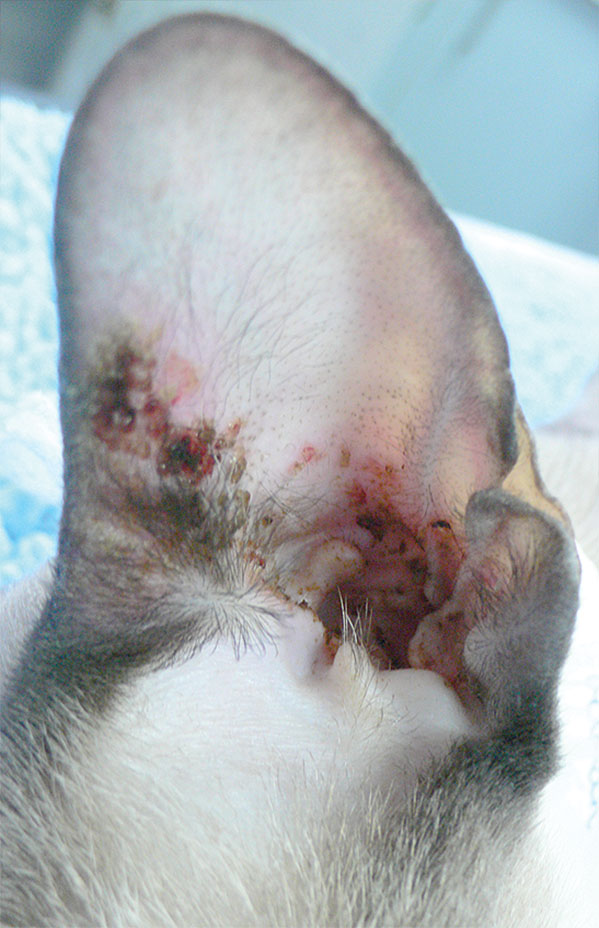 Figure 2: Crusting around the ear of a young cat with pemphigus foliaceus