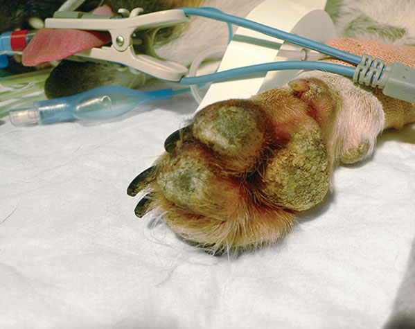 Figure 1: Crusting of the footpads in a dog with pemphigus foliaceus