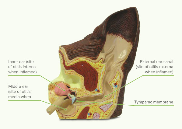 Figure 2: Cut-away of the normal ear structures