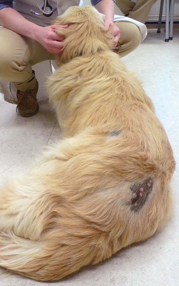 Canine Flank Alopecia