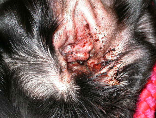 Figure 3: Severe otitis externa in a dog with allergic skin disease