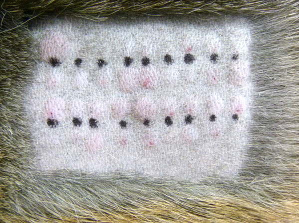Figure 2: An intradermal test on the clipped chest of a dog performed under light sedation