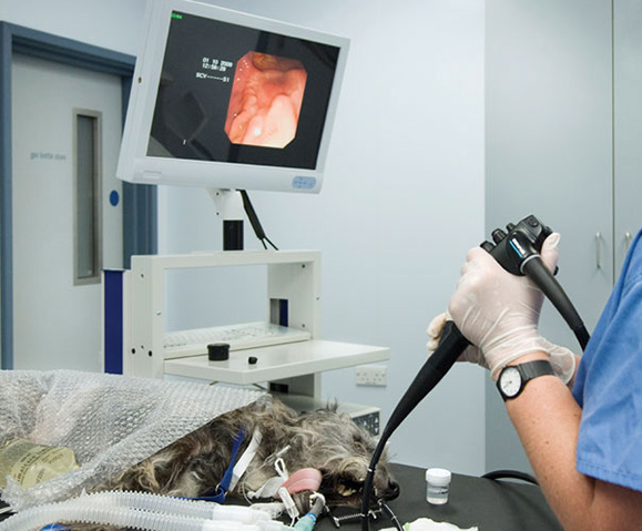 A flexible endoscope camera in use on a patient