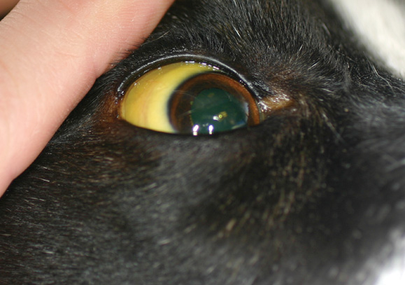 liver medication for dogs