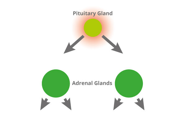 Pituitary Mediated Cushing's Disease
