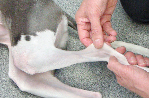 Dogs with polyarthritis tend to have swollen and painful joints