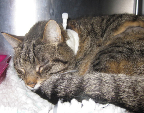 A cat with an oesophagostomy tube comfortably in place