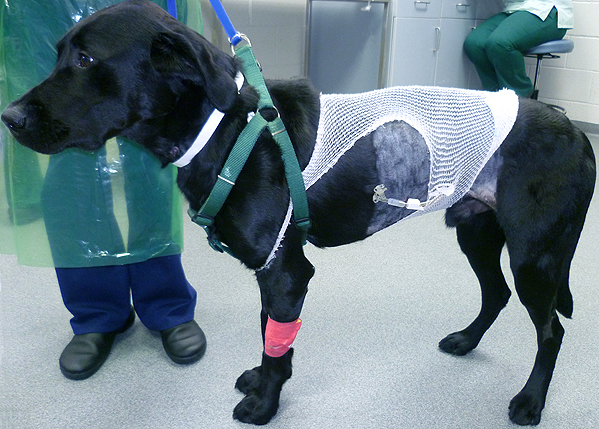 A dog with a gastrostomy tube, which allows food to be introduced straight into the stomach