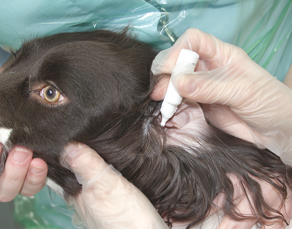 Drops being applied to a dog’s ear – the drops should be thoroughly massaged down the ear canal after being instilled