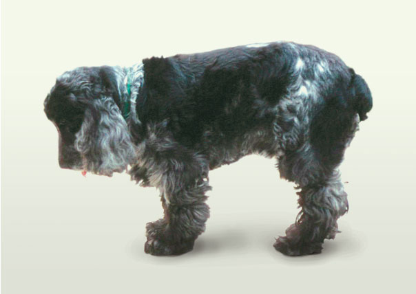 Cocker Spaniel showing low head carriage due to cervical disc disease