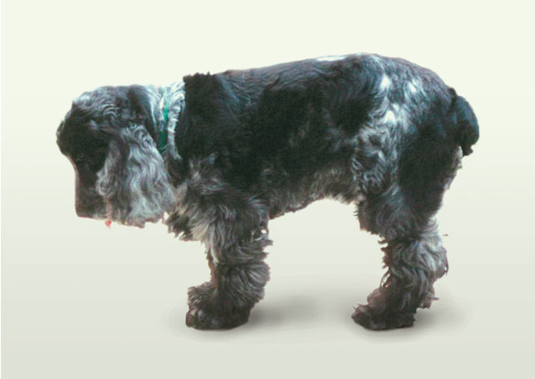 calcified disc dog