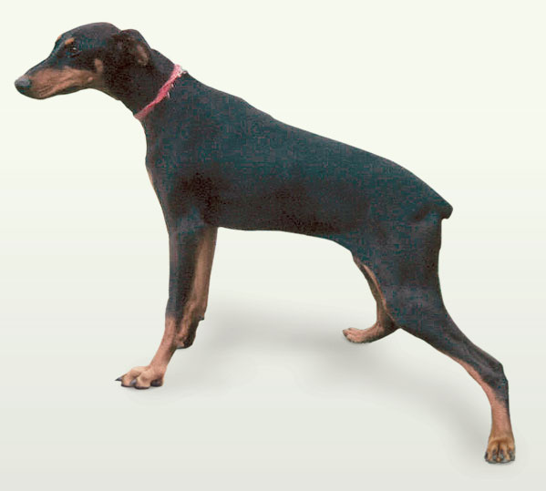 Typical Doberman with a wide-based hind limb stance