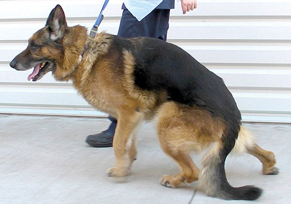 A German Shepherd Dog with degenerative myelopathy – the hindlimbs are weak and inco-ordinated, and the toes of the right hind paw are being dragged. 