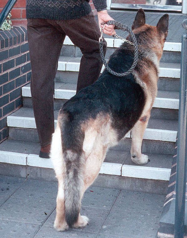 A German Shepherd Dog with lumbosacral stenosis that is reluctant to go up a small flight of steps due to back pain. Note also the dropped tail associated with the spinal nerve compression.