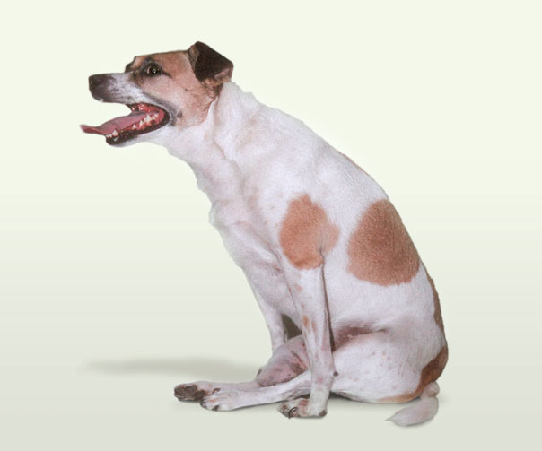 A paralysed terrier with a slipped disc