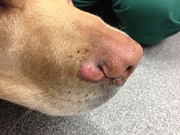 A mast cell tumour on the muzzle of a Labrador Retriever