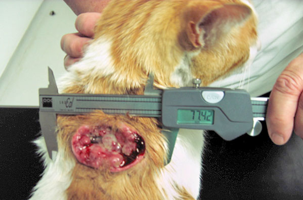 High-grade soft tissue sarcoma between the shoulder blades of a cat. These tumours are potentially very aggressive. Early presentation to an oncology Specialist is strenuously recommended. Appropriate therapy can lead to lengthy periods of remission and even cure. Best outcomes are achieved for patients presented early in the course of disease.