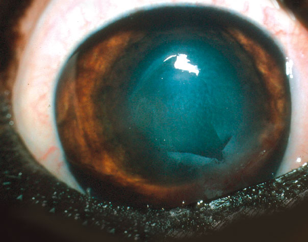 An indolent ulcer in a Boxer’s cornea