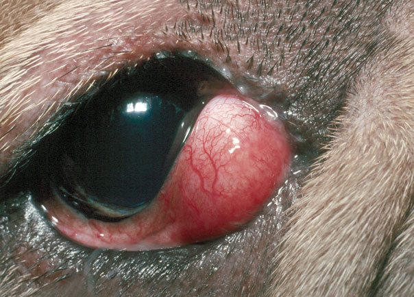 Dog After Cherry Eye Surgery