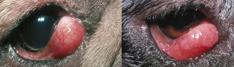 Cherry Eye in Dogs (Third eyelid gland prolapse)