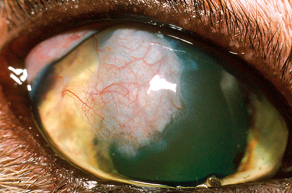 A cat’s right eye four weeks after removal of a large sequestrum and placement of a conjunctival pedicle graft