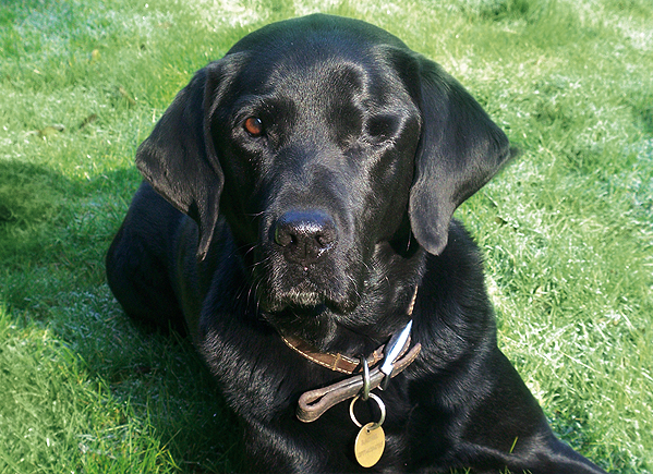 A Labrador one year after enucleation of the left eye