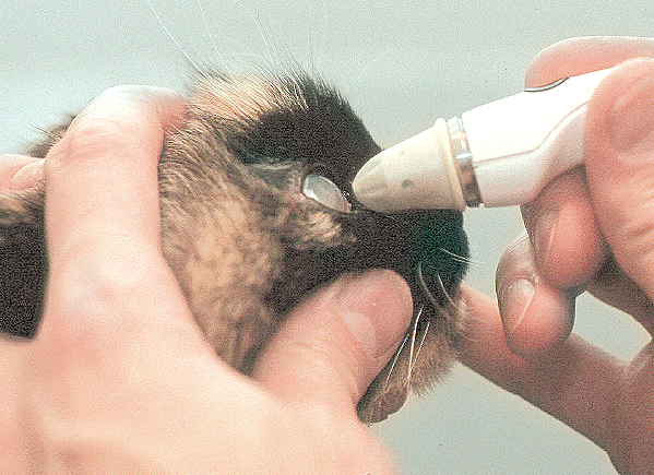 Eye pressure measurement in a cat