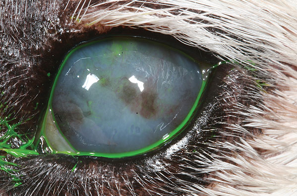 Advanced endothelial degeneration causing marked clouding of the cornea. Ulcers have developed (stained green using a special dye) causing blood vessels and brown pigment to invade the cornea.