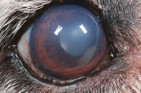 Mild corneal oedema in a Golden Retriever, making the cornea appear ‘steamy’