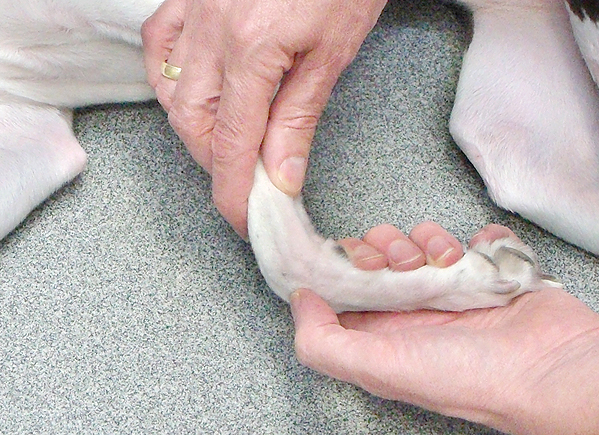 Dogs with polyarthritis tend to have swollen and painful joints