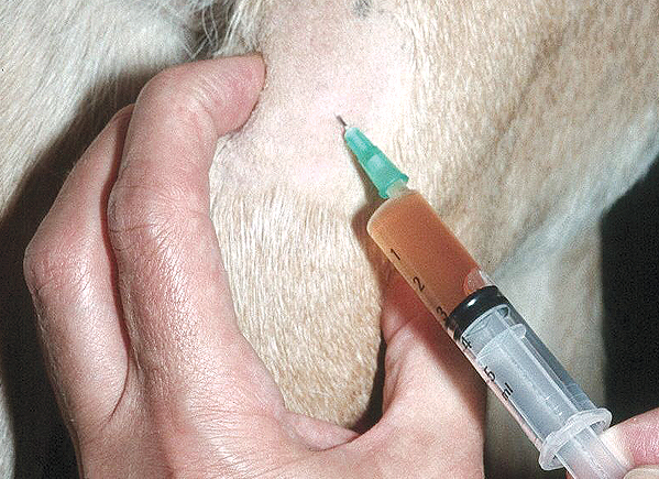 A joint fluid sample being taken from a dog with polyarthritis