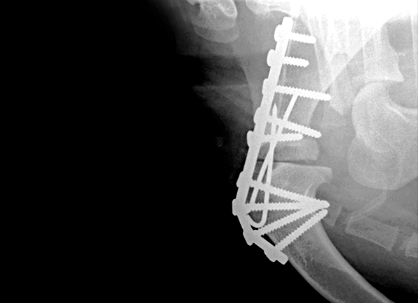 Arthrodesis of a shoulder joint in a terrier breed