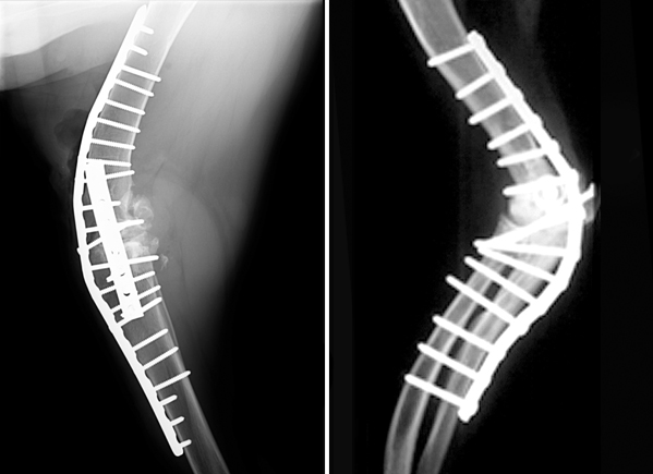 Left Image: Arthrodesis of a stifle (knee) in a Dogue de Bordeaux Right Image: Arthrodesis of an elbow joint in a Springer Spaniel Complete