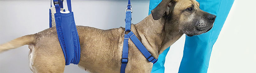Canine Pelvic Limb Physiotherapy