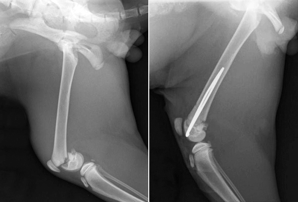 Fracture of the end of the femur in a puppy repaired with two pins