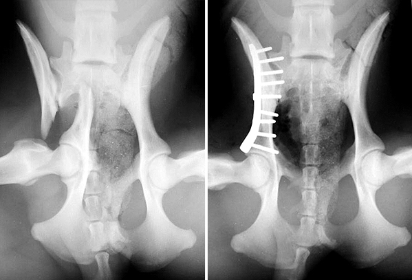 Pelvic fracture in a Labrador Retriever repaired with a bone plate and screws