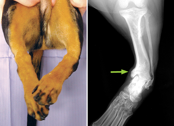 Photograph and X-ray of a Dachshund with severe deformity of the left hind limb. The tibia (shin bone) is bent just above the hock (ankle joint) (arrow) and the paw deviates inwardly.