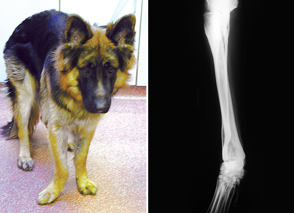 Photograph and X-ray of a German Shepherd Dog showing a deformed antebrachium (forearm). The right paw deviates outwards.