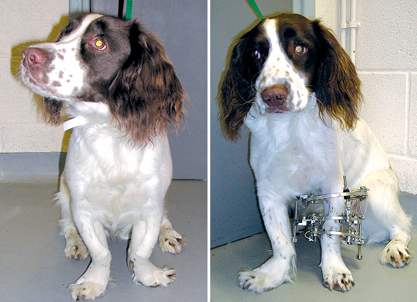 This Springer Spaniel has deformity of both fore limbs. The limbs are S-shaped with the paws deviating to the outside. The left deformity has been corrected and the cut bones stabilised with a circular external skeletal fixator.