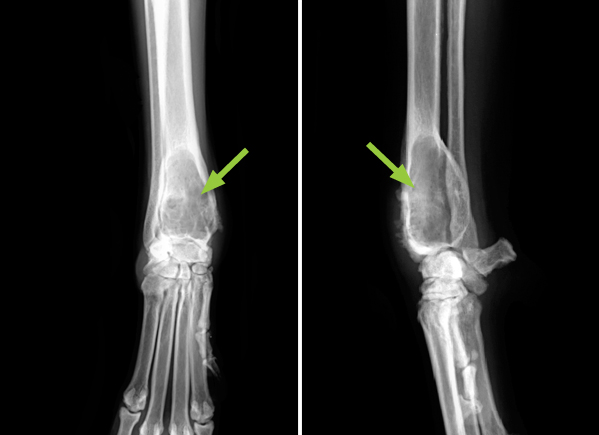 This dog has a slow growing tumour affecting the radial bone just above the carpal joint (wrist) (arrows).