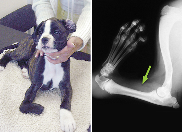 A Boxer pup with a shortened, deformed right forelimb due to one the forearm bones (the radius) not forming during development, a condition known as radial agenesis