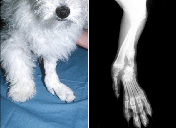 A West Highland White Terrier pup with a deformed left forelimb. The paw is not connected to the radius which is the principle weight bearing bone in the forearm. As a result the paw is collapsing to the outside of the limb. A condition known as ‘ectrodactyly’.